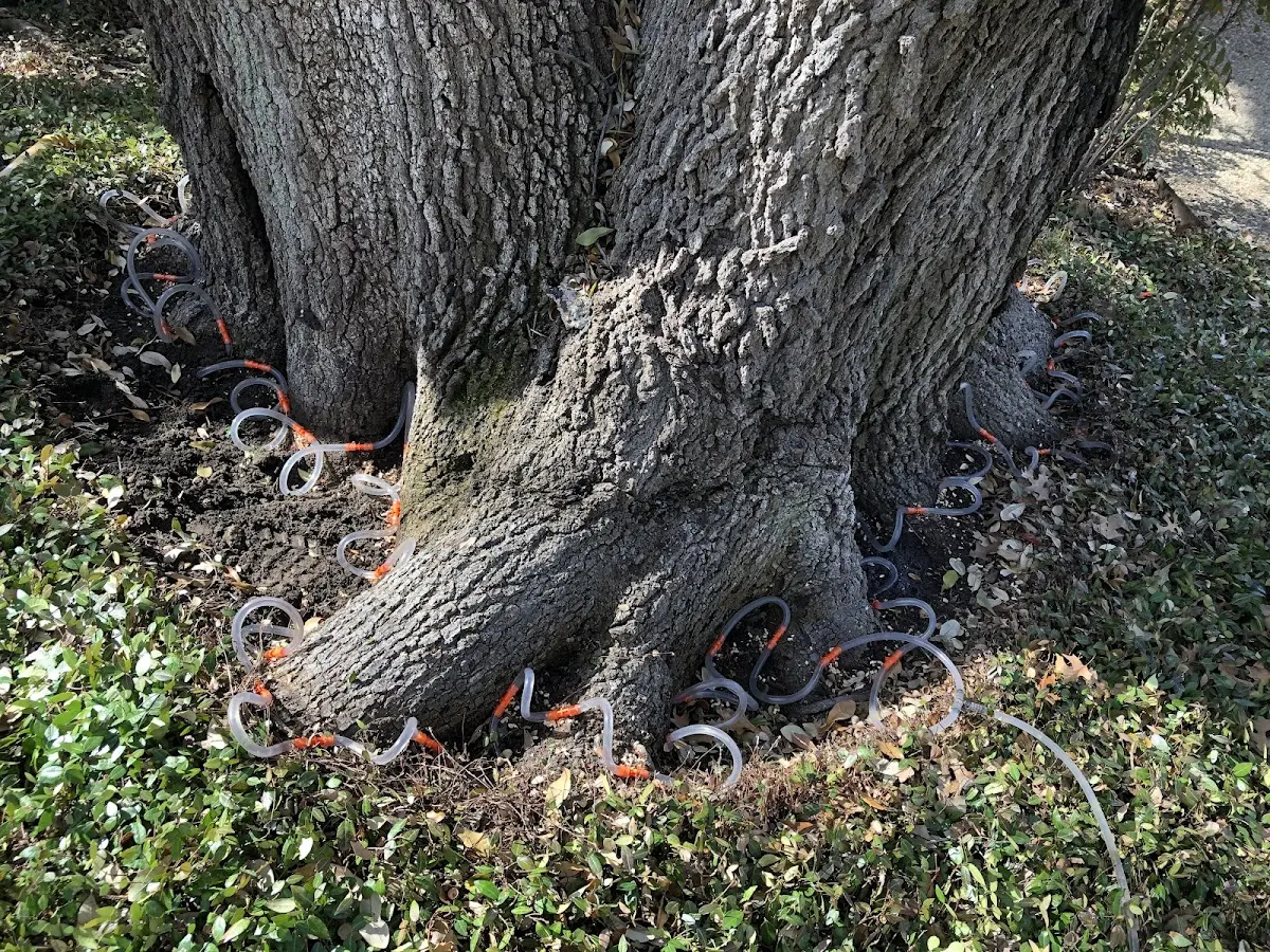 Detailed Tree Cabling and Bracing job site in Park Falls